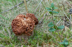 Gyromitra
