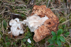 Gyromitra