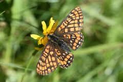 Euphydryas intermedia