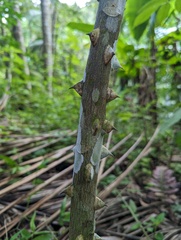 Zanthoxylum martinicense
