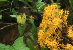 Papilio memnon agenor