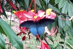 Papilio memnon agenor