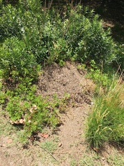 Acromyrmex crassispinus