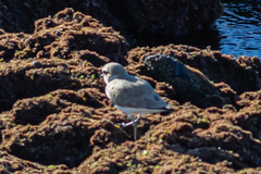 Charadrius alexandrinus