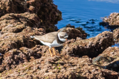 Charadrius hiaticula