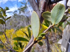 Solmsia calophylla