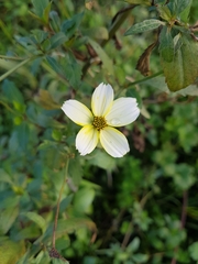 Bidens aurea