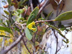 Solmsia calophylla