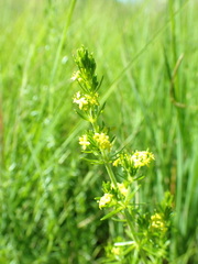 Galium capense garipense