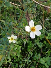 Bidens aurea