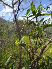 Solmsia calophylla