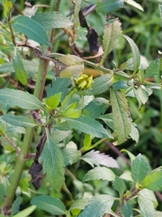 Bidens aurea