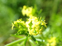 Galium capense garipense