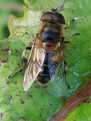 Eristalis similis