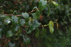 Excoecaria dallachyana