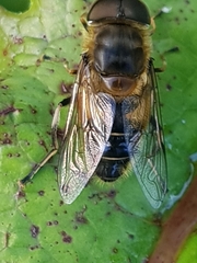 Eristalis similis