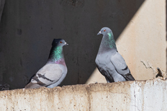Columba livia domestica