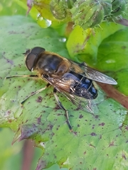 Eristalis similis