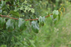 Excoecaria dallachyana