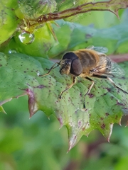 Eristalis similis