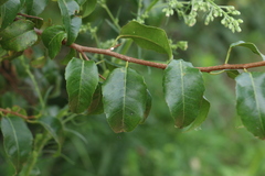 Excoecaria dallachyana