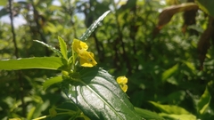 Impatiens dalzellii