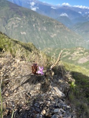 Epidendrum secundum