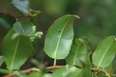 Excoecaria dallachyana