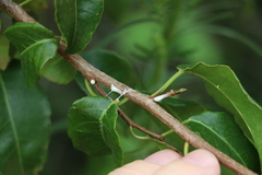 Excoecaria dallachyana