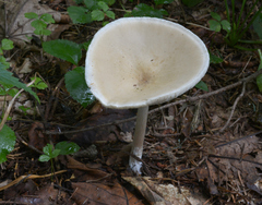 Melanoleuca strictipes