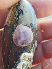 Crepipatella dilatata