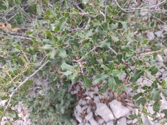 Quercus coccifera