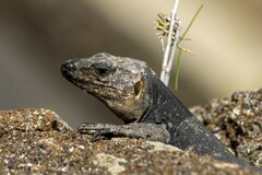 Gallotia stehlini