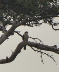 Hierococcyx hyperythrus