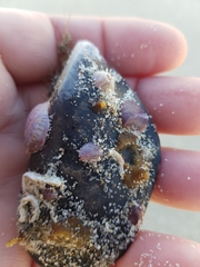 Crepipatella dilatata