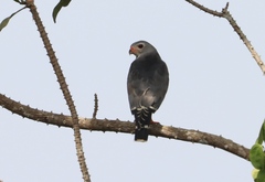 Kaupifalco monogrammicus