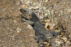 Gallotia stehlini