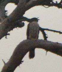 Hierococcyx hyperythrus