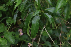 Ehretia saligna membranifolia