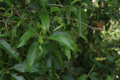 Ehretia saligna membranifolia