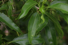 Ehretia saligna membranifolia