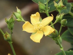 Hypericum connatum