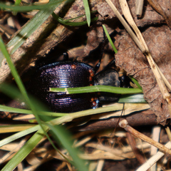 Scaphinotus elevatus