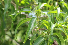 Ehretia saligna membranifolia