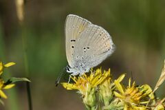 Lycaena hippothoe