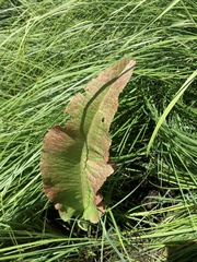 Rumex britannica