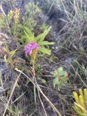 Epidendrum secundum