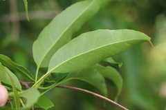 Ehretia saligna membranifolia