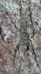 Phricta spinosa