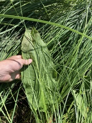 Rumex britannica